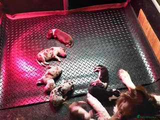 Border Collie dogs Pure breed border collies - Advert 5