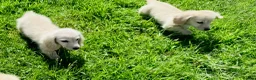 Miniature Dachshund dogs for sale: Cream/blonde long hair kc reg miniature dachshund  - Advert 11