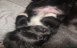 Mixed Breed dogs for sale: Pug cross shitzhu female puppies - Image 2