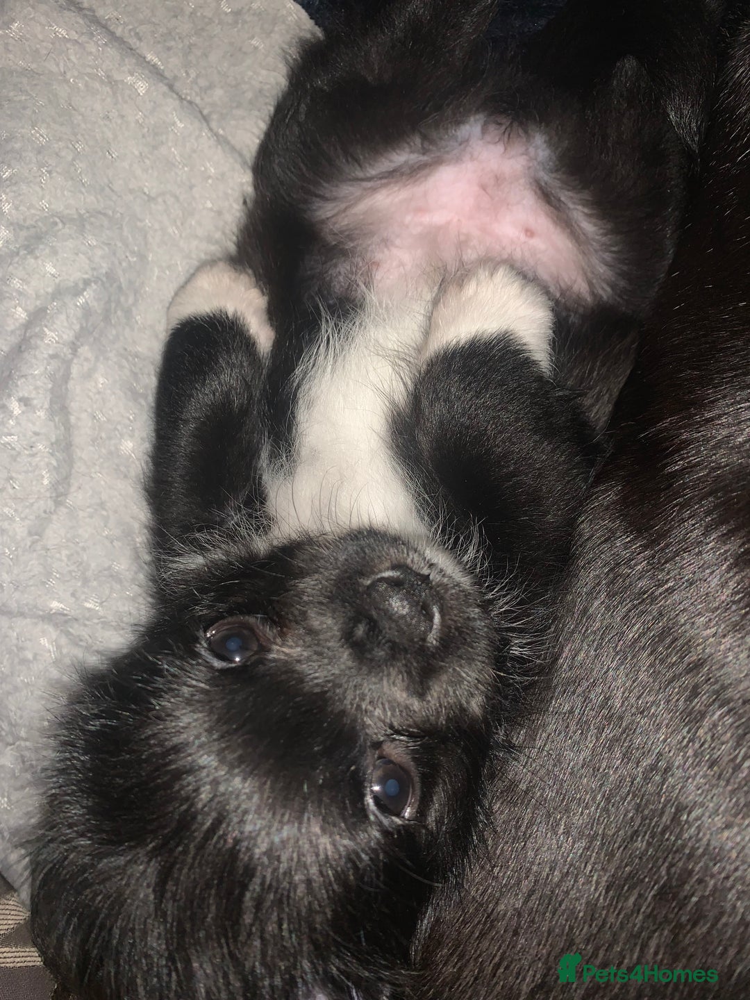 Mixed Breed dogs for sale: Pug cross shitzhu female puppies - Image 2