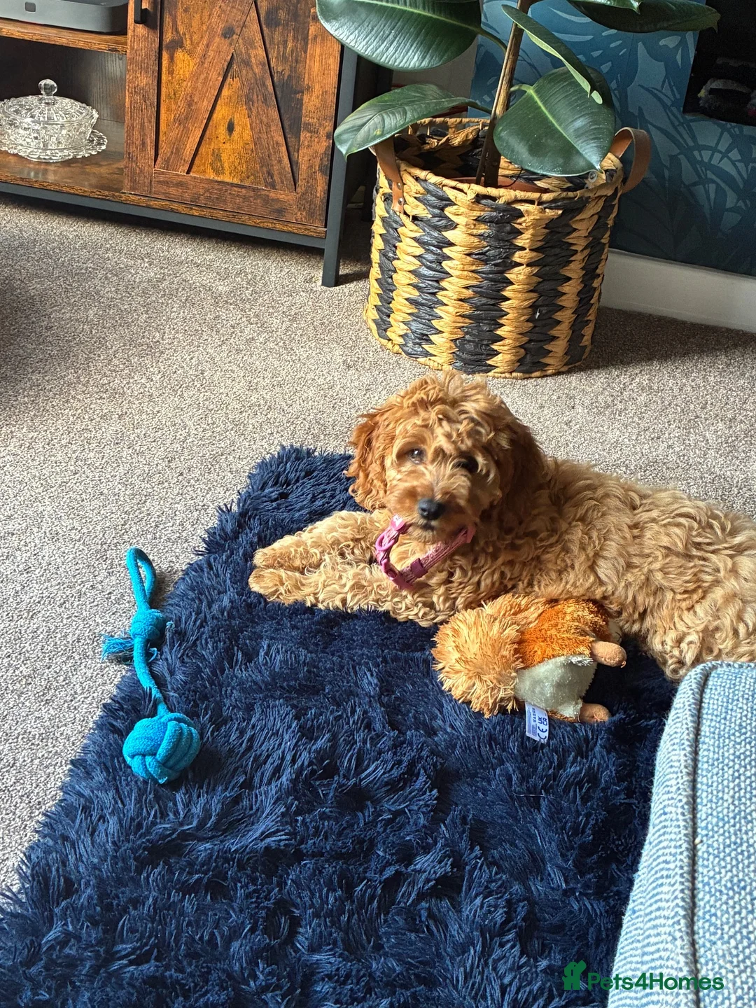 Cockapoo dogs for sale: Cockapoo girl 14 weeks  - Advert 2