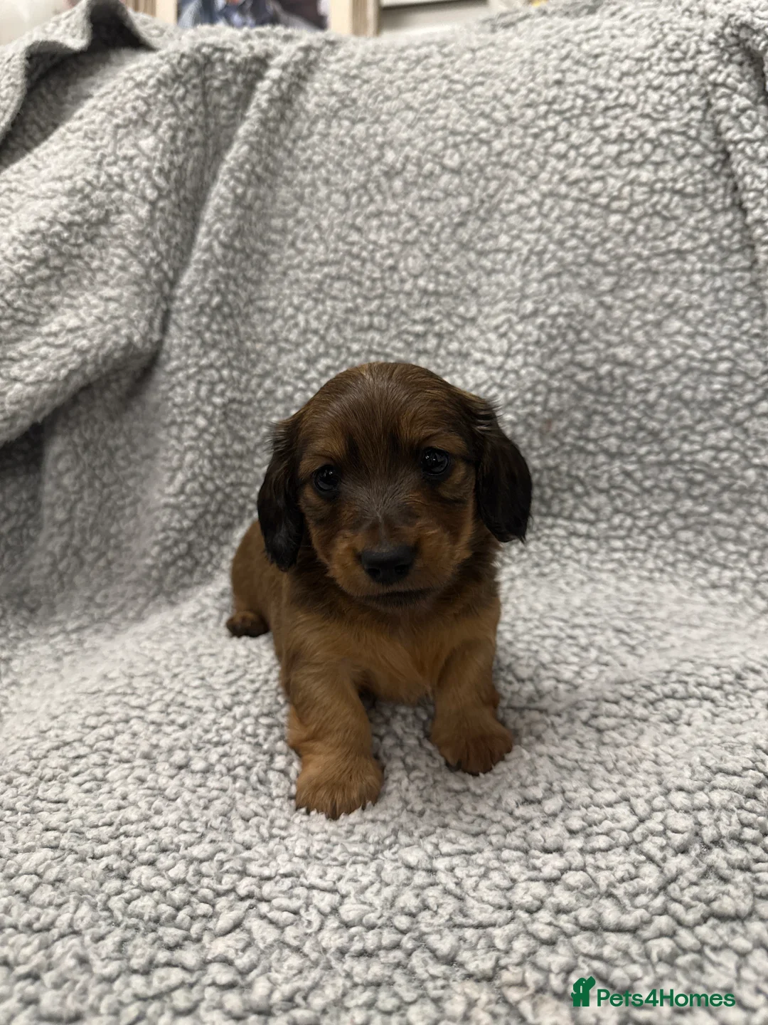 Miniature Dachshund dogs for sale: Gorgeous litter of longhair miniature dachshunds - Advert 2
