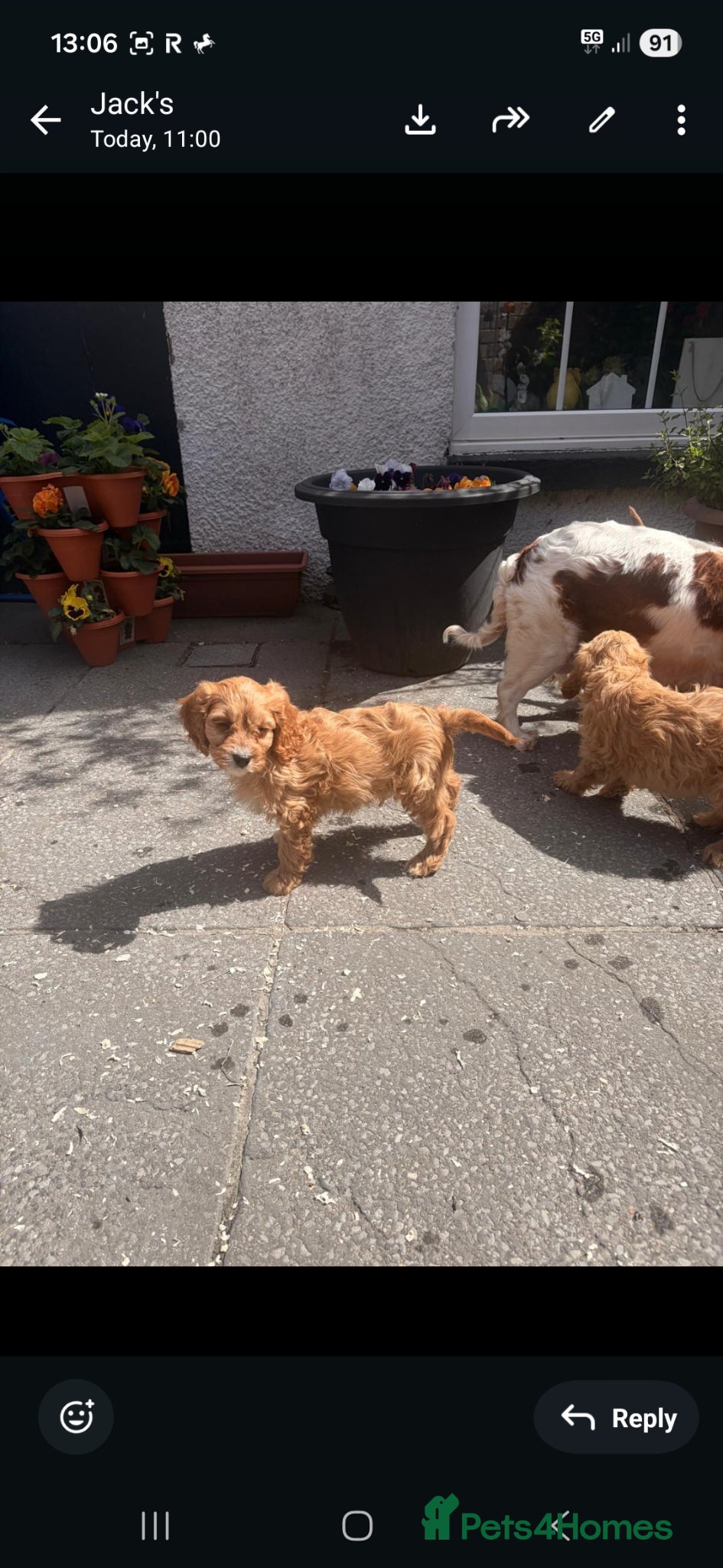 Cavapoo dogs Stunning Cavapoo pups   - Advert 1