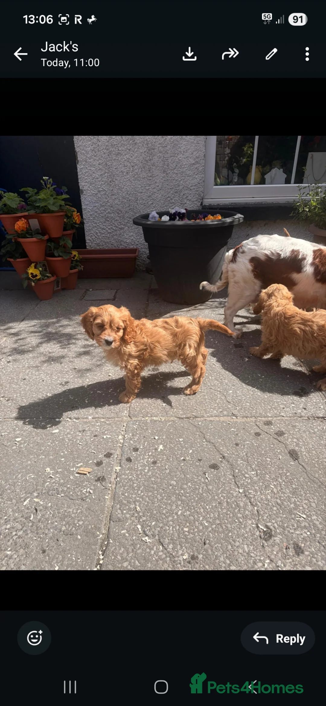 Cavapoo dogs for sale: Stunning Cavapoo pups   in Ebbw Vale - Advert 1
