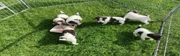 Parson Russell dogs for sale: Beautiful Parsons Jack Russell Terrier Puppies - Advert 6