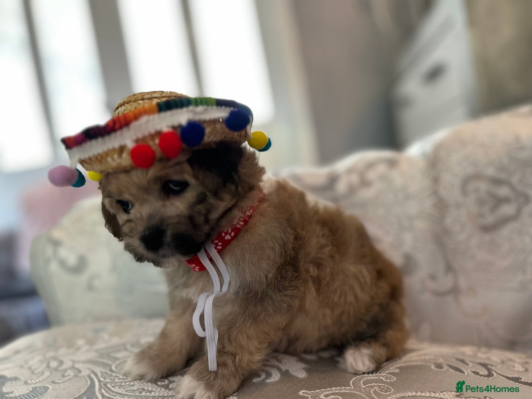 Mixed Breed dogs for sale: La Chon Puppies!  - Image 14