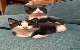 British Shorthair cats for sale: Beautiful tuxedo kittens - Image 7
