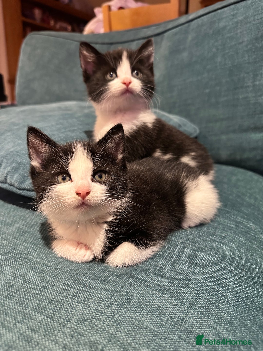British Shorthair cats for sale: Beautiful tuxedo kittens - Image 7