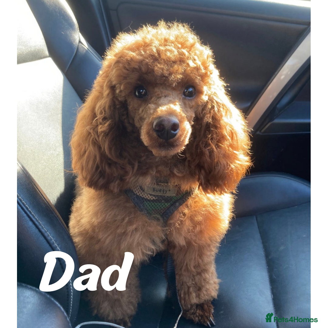 Cavapoo dogs for sale: Red F1 Cavapoo Puppies  - Advert 8