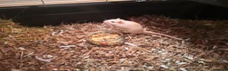 Rat rodents for sale: Rats for sale - Advert 5