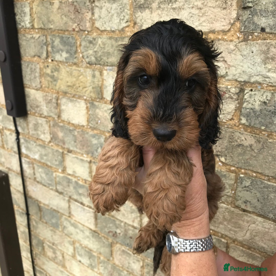 Cockapoo dogs for sale: COCKERPOOS HEALTH TESTED PARENTS - Image 2