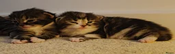 Mixed Breed cats for sale: Beautiful tabby and white kittens - Advert 8
