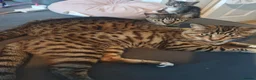 Bengal cats for sale: 1 Female Left!! Ready to leave Bengal Mix Kittens - Advert 10
