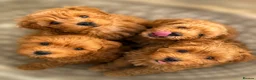 Cavapoo dogs for sale: 🐾Cavapoo health tested 🐶ready now 🐾 in Romford - Advert 1