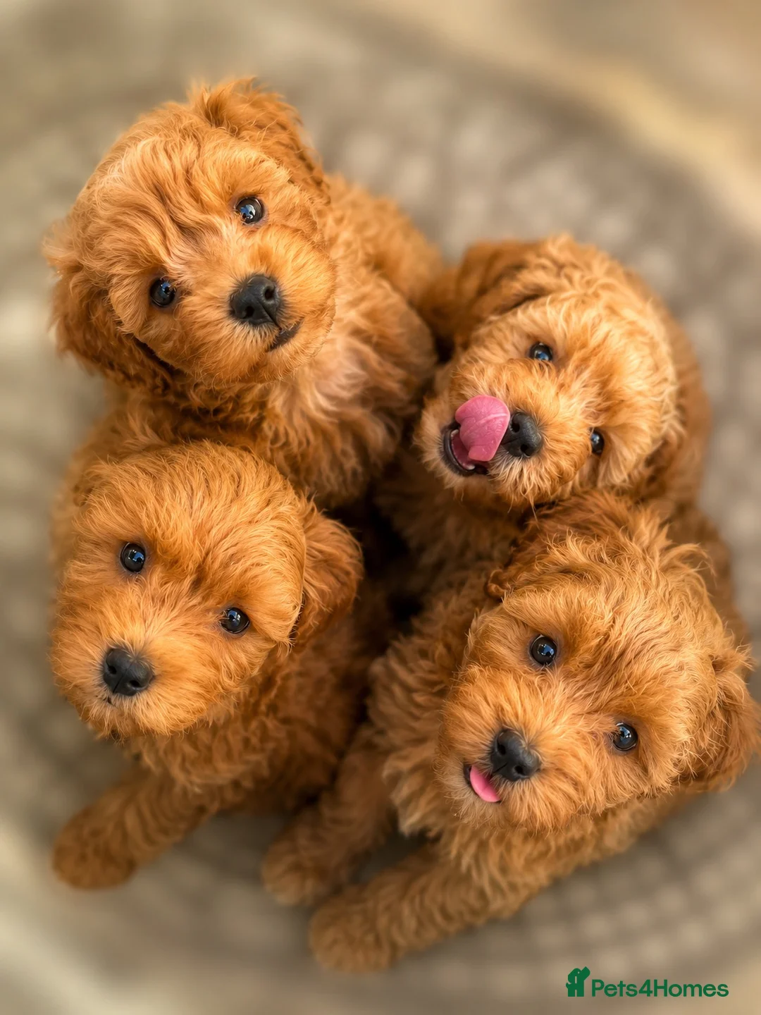 Cavapoo dogs for sale: 🐾Cavapoo health tested 🐶ready now 🐾 in Romford - Advert 1