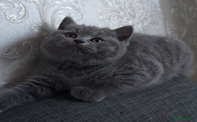 British Shorthair cats - Advert 11