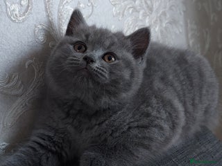 British Shorthair cats Two beautiful British shorthair boys💙💙 - Advert 4