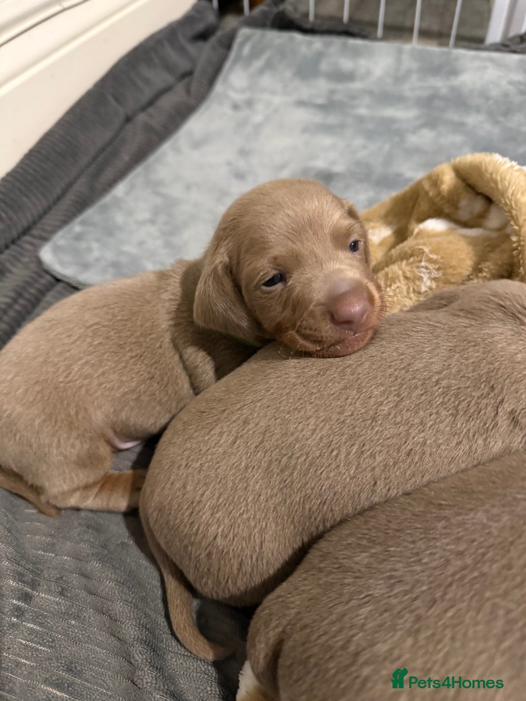 Miniature Dachshund dogs for sale: KC Reg Isabella & Tan Miniature Dachshund Puppies - Advert 13