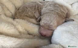 Mini Goldendoodle dogs for sale: Miniature Goldendoodle F1b Puppies - Advert 23