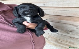 Sprocker dogs for sale: Sprocker spaniel puppy’s for sale  - Image 18