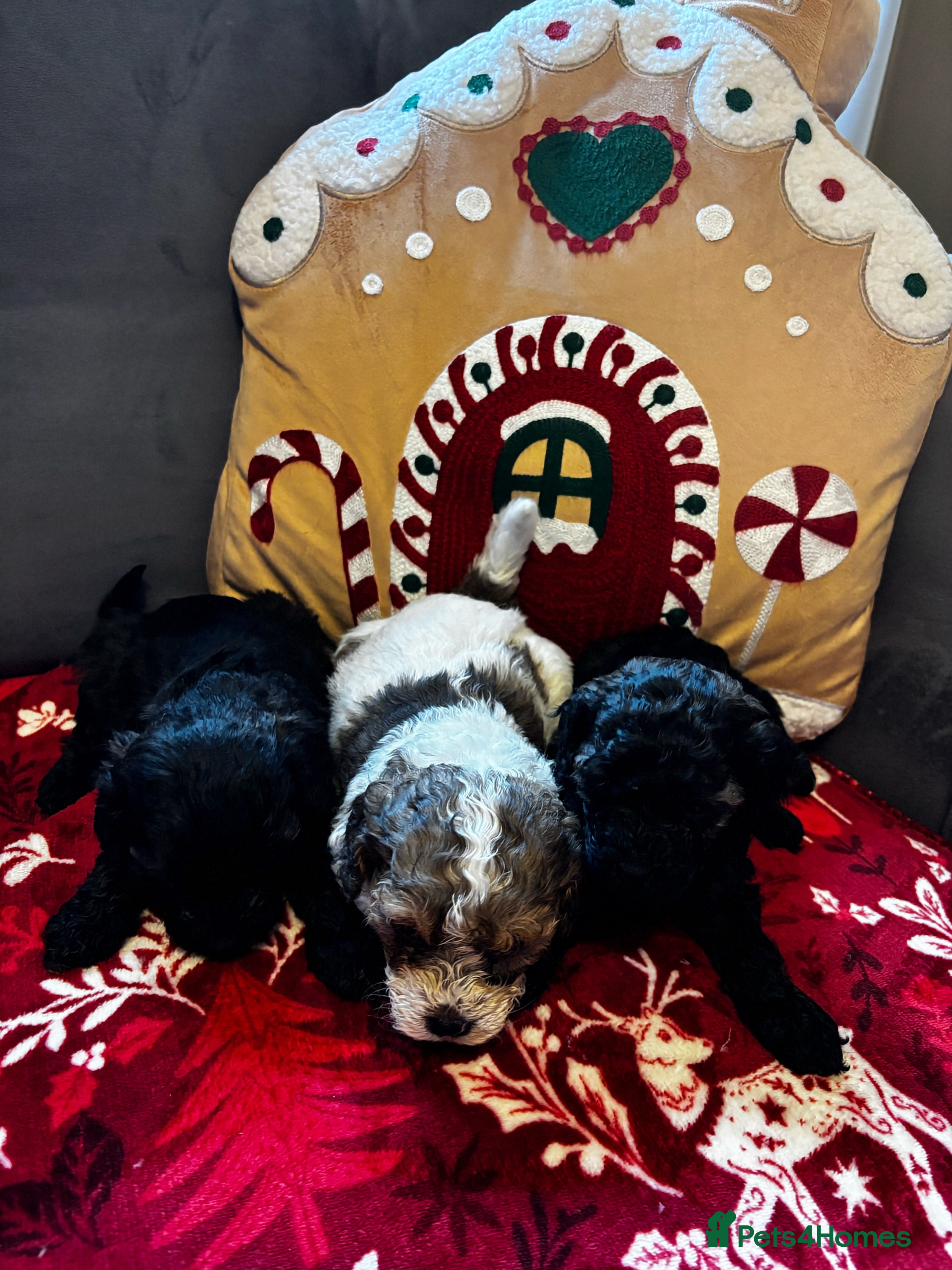 Cavapoochon dogs 🐶Exceptional cavapoochon 1 boy 1 girl left 🐶 - Advert 4