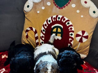 Cavapoochon dogs 🐶Exceptional cavapoochon 1 boy 1 girl left 🐶 - Advert 2