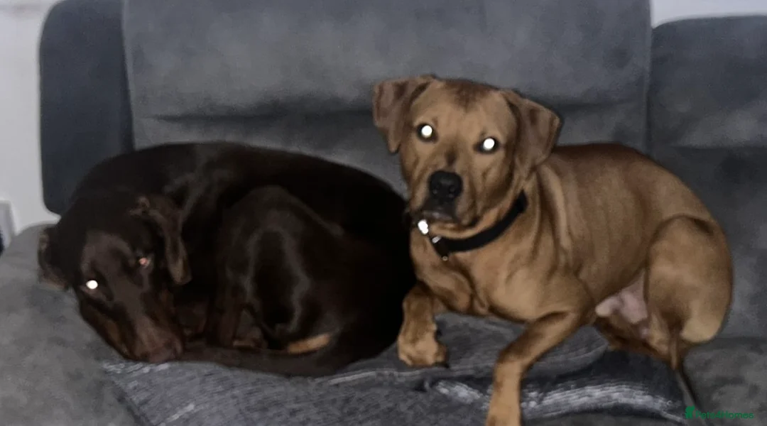 Mixed Breed dogs for sale: Doberman and Doberman x staffy  - Advert 27