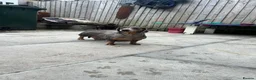 Dachshund dogs for sale: Female Dachsund - Advert 3