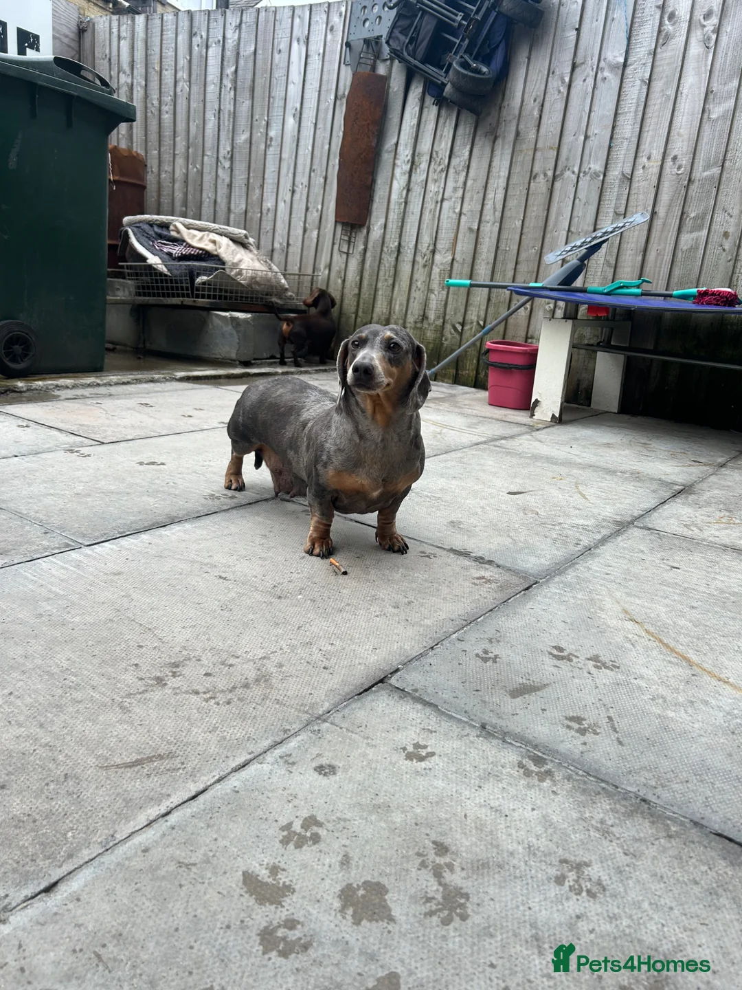 Dachshund dogs for sale: Female Dachsund - Advert 3