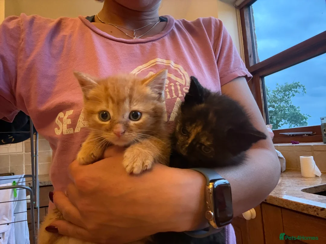 Mixed Breed cats for sale: Beautiful friendly 8 week old kittens  - Advert 23