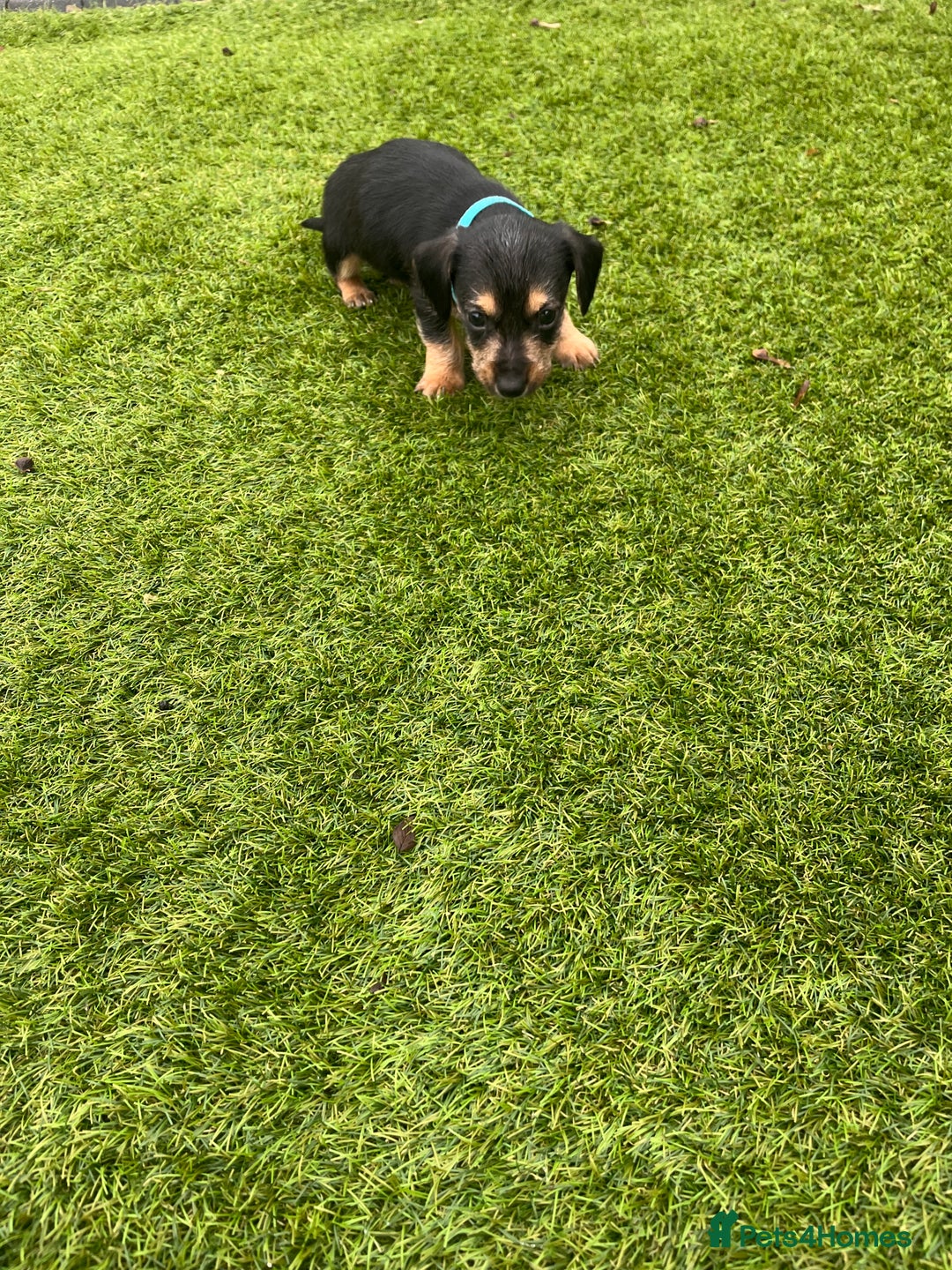 Mixed Breed dogs for sale: 5 beautiful jackshund puppies for sale - Advert 28