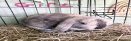 Mini Lop rabbits for sale: Mini Lops  in Nottingham - Advert 5