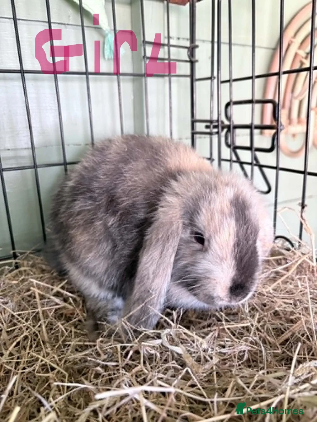 Mini Lop rabbits for sale: Mini Lops  in Nottingham - Advert 5