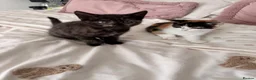 Mixed Breed cats for sale: Beautiful friendly home reared kittens , ready now - Advert 7