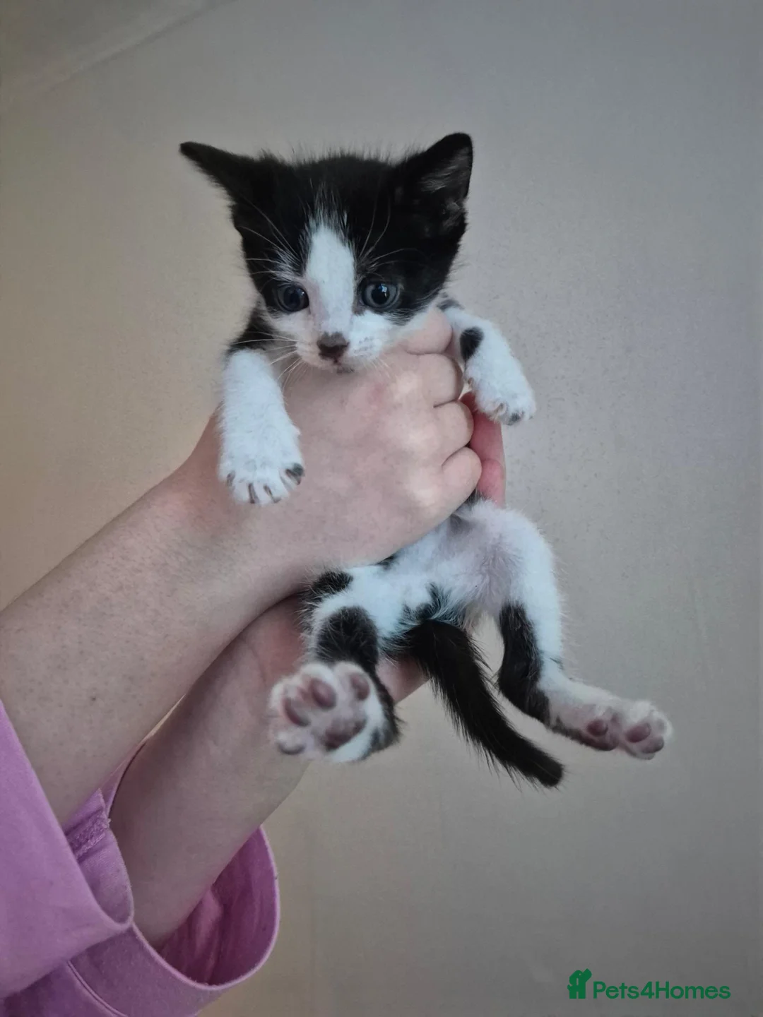 Mixed Breed cats for sale: Dolli mix  - Advert 2