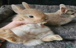 Netherland Dwarf rabbits for sale: Harlequin Netherland Dwarf bunnies  - Advert 12