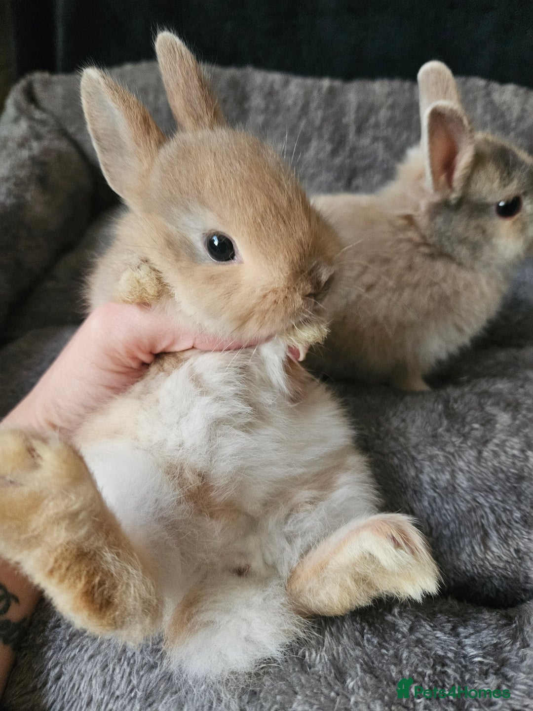 Netherland Dwarf rabbits for sale: Harlequin Netherland Dwarf bunnies  - Advert 12
