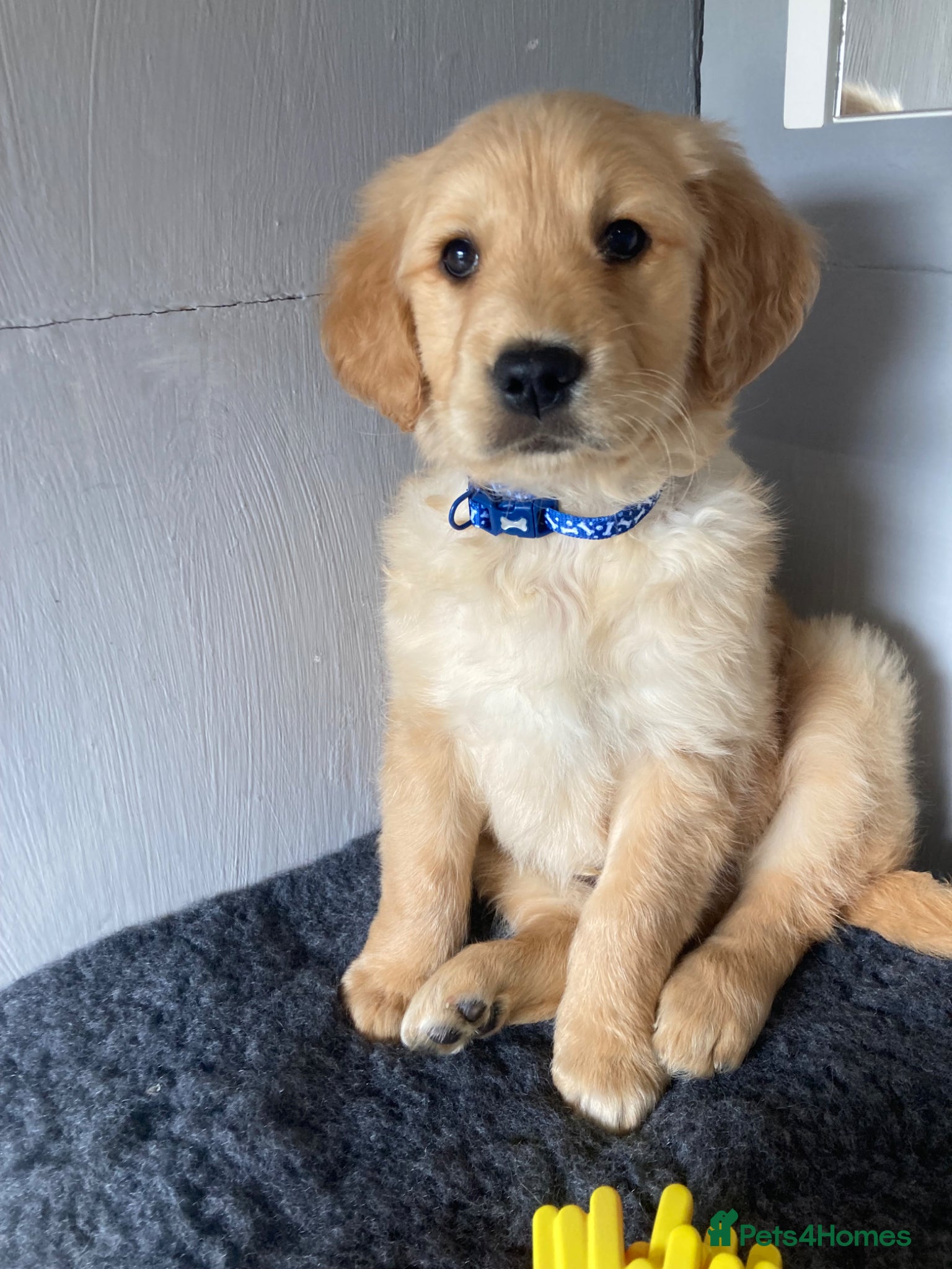 Golden Retriever dogs ⭐️ready now golden retriever ⭐️ - Advert 3