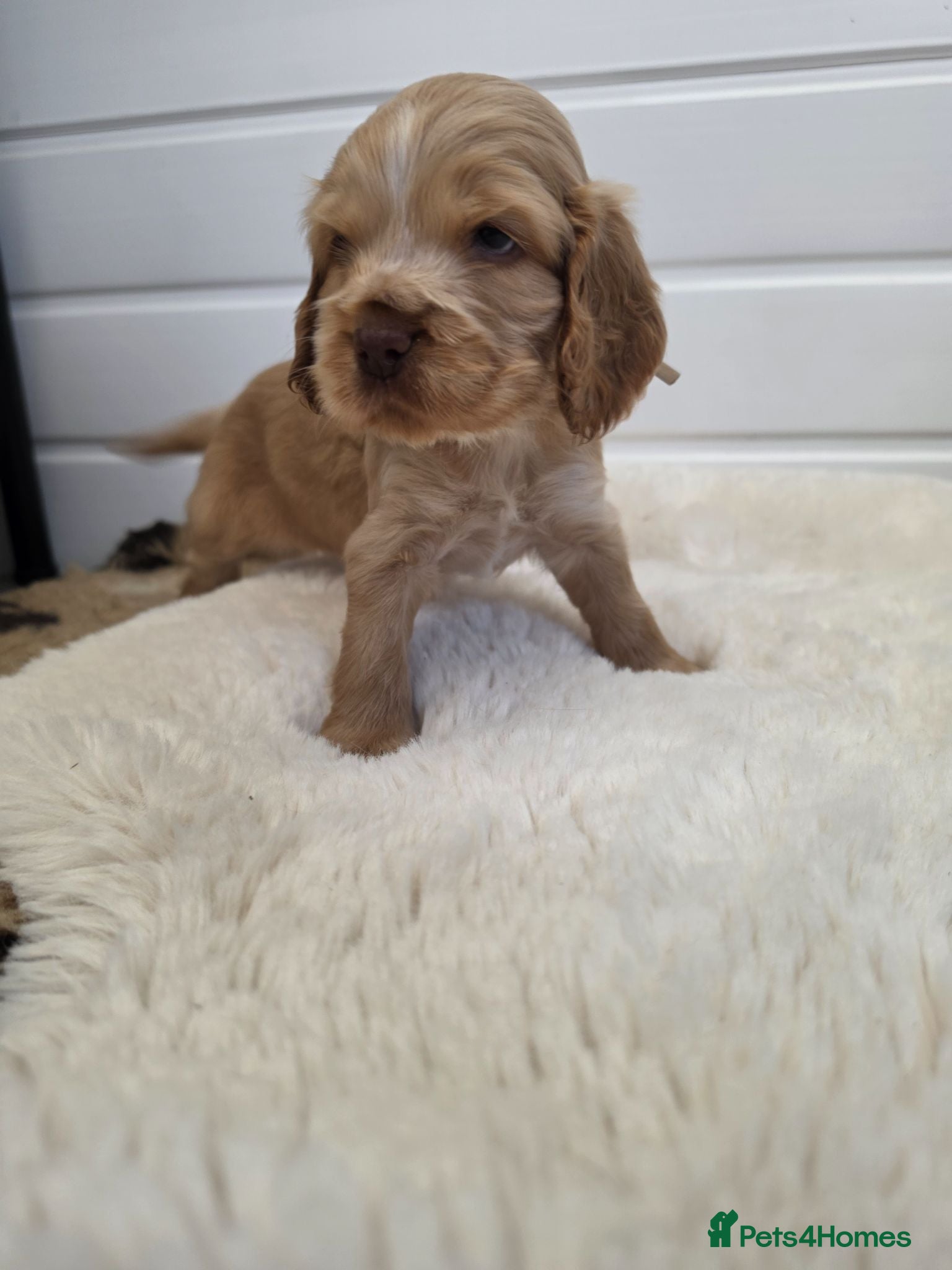 Cocker Spaniel dogs ✨️OUTSTANDING showtype health tested girl 🐶 - Advert 16