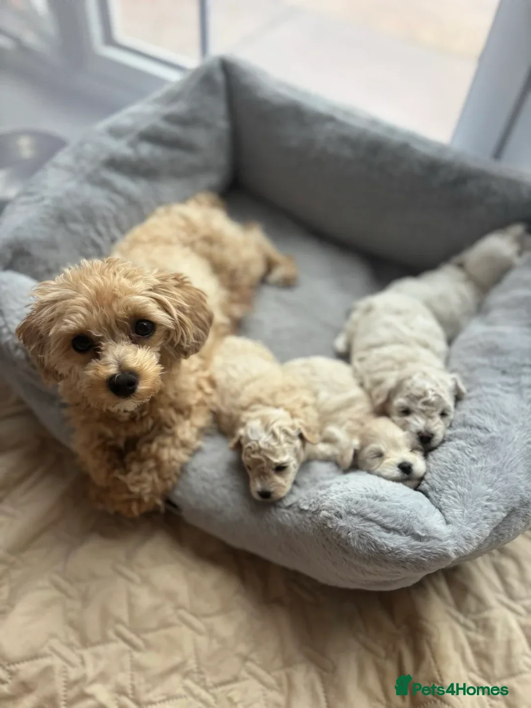 Mixed Breed dogs for sale: Poochon white/Beige (2Girls 1Boy available) - Advert 2