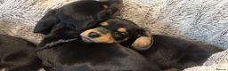 Dachshund dogs for sale: Dachshund puppies  - Advert 3