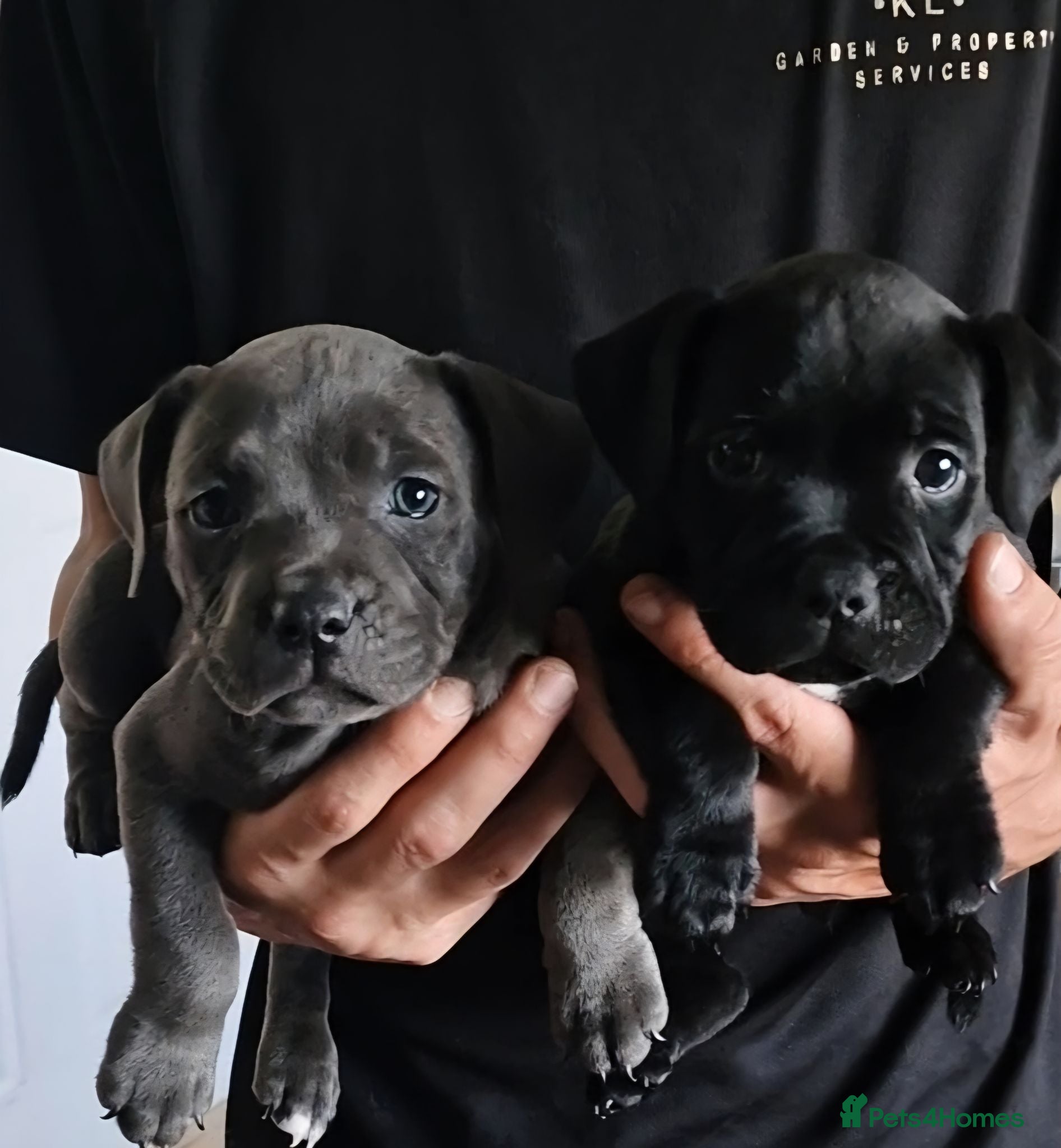 Staffordshire Bull Terrier dogs Kc registered staffordshire bull terrier puppies - Advert 1
