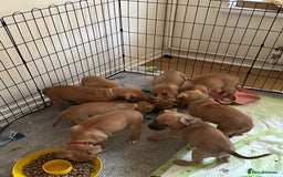 Mixed Breed dogs for sale: Staffie cross puppies  - Image 3