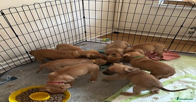 Mixed Breed dogs - Advert 6