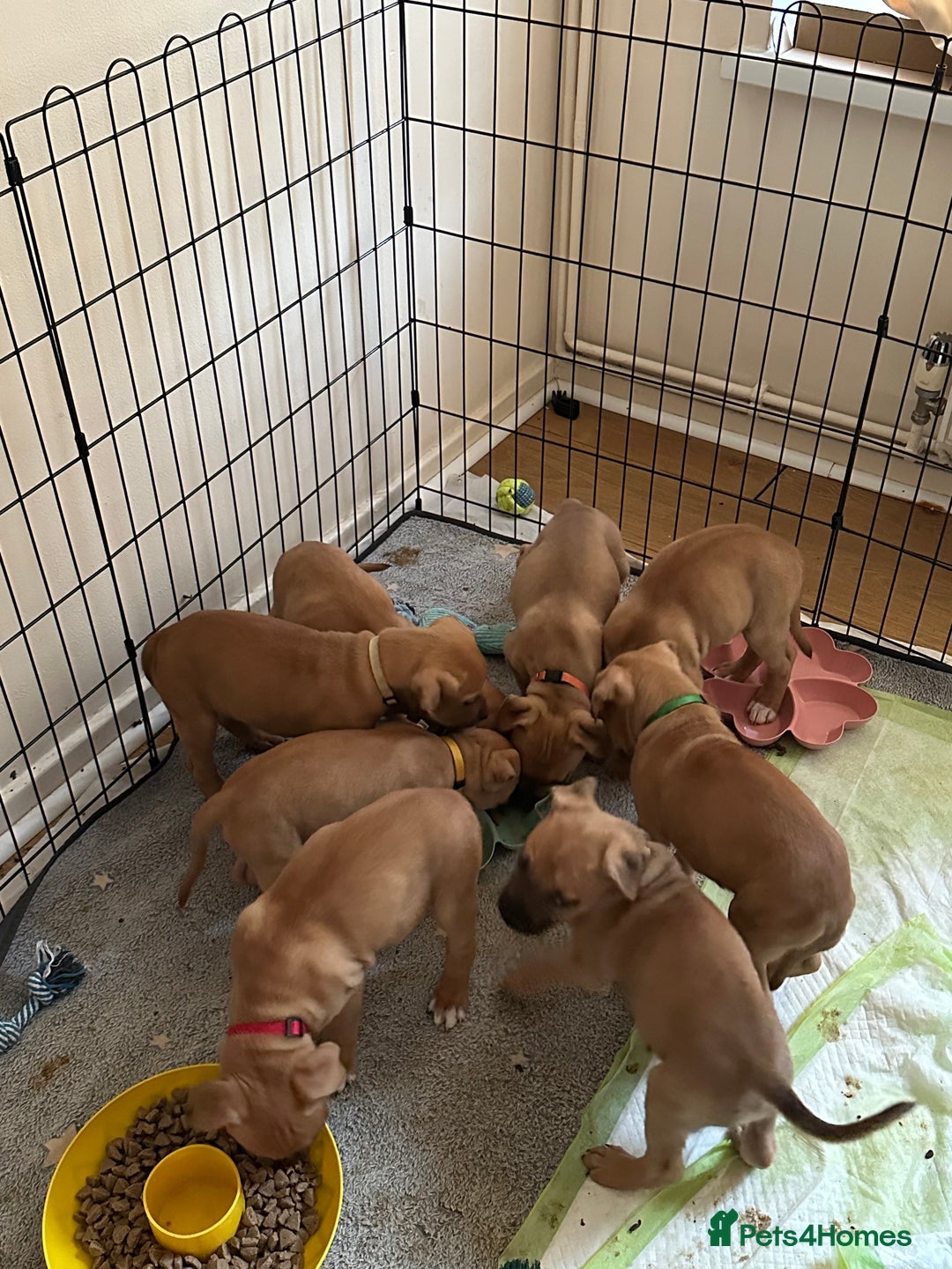 Mixed Breed dogs for sale: Staffie cross puppies  - Image 3