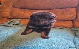 German Shepherd dogs for sale: KC German Shepherd Puppies Blue, White & Black/Tan - Image 12