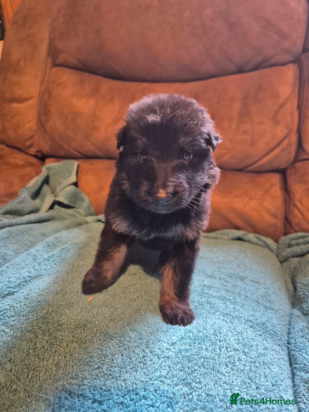 German Shepherd dogs for sale: KC German Shepherd Puppies Blue, White & Black/Tan - Image 12