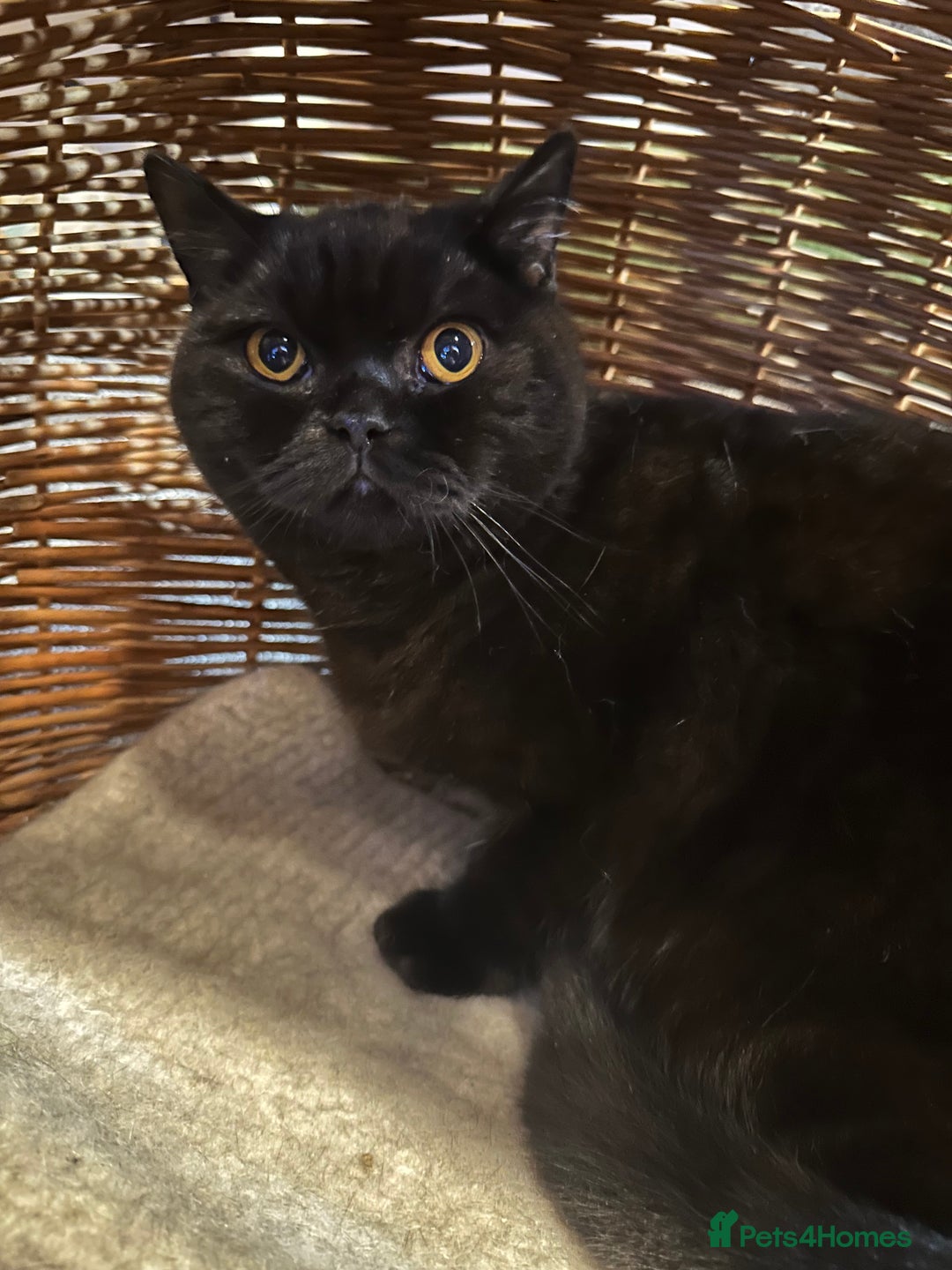 British Shorthair cats for sale: GCCF Registered British Short Hair Male  - Advert 7