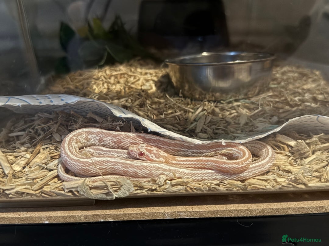 Corn Snake reptiles for sale: Multiple corn snakes for sale  - Image 2