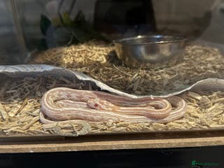 Corn Snake reptiles Multiple corn snakes for sale - Advert 8